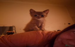 Mixed Breed cats for sale: 4 beautiful kittens - Image 1
