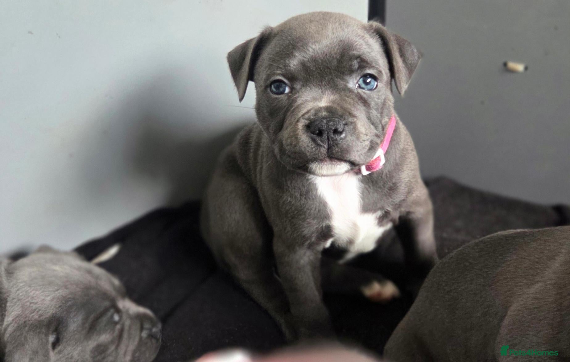 Staffordshire Bull Terrier dogs KC Blue Staffordshire Bull Terrier Puppies - Advert 6