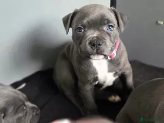 Staffordshire Bull Terrier dogs KC Blue Staffordshire Bull Terrier Puppies - Advert 6