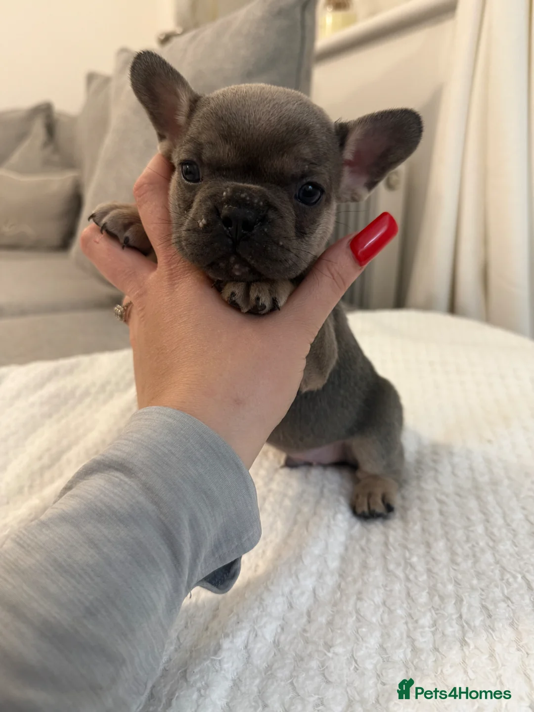 French Bulldog dogs for sale: 7 stunning French bulldogs  - Advert 15