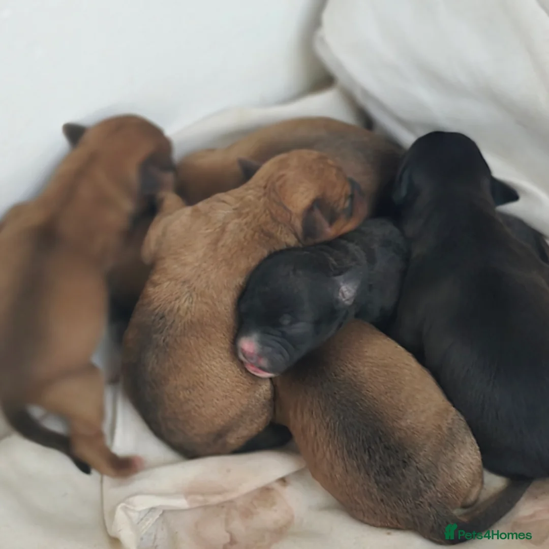 Jackapoo dogs for sale: Beautiful jackapoo puppies in Gravesend - Advert 3