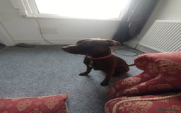 Mixed Breed dogs for sale: Beautiful 9 months old cross breed for sale  - Image 2