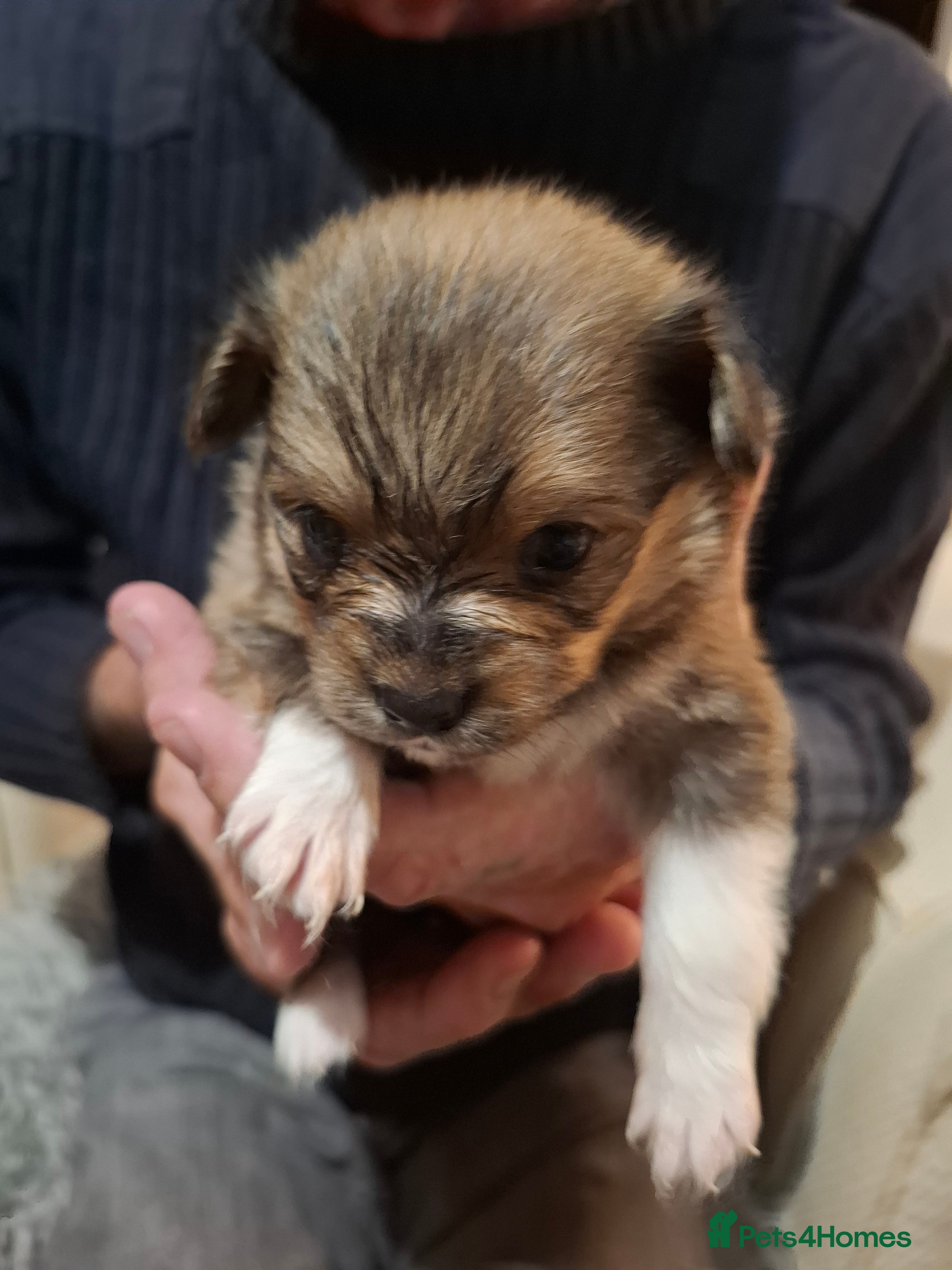 Mixed Breed dogs 🧸Puppies 🐶 adorable paparainian teddy bear 🧸 - Advert 12