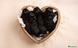 Cocker Spaniel dogs for sale: Show type. - Advert 3