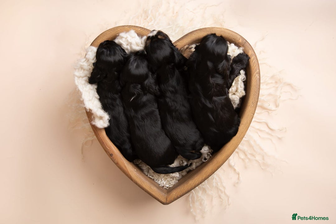 Cocker Spaniel dogs for sale: Show type. - Advert 3