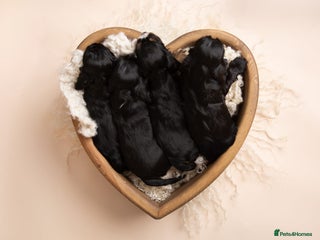 Cocker Spaniel dogs Show type. - Advert 18