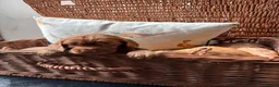 Cocker Spaniel dogs for sale: KC registered Cocker spaniels - Advert 4