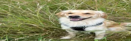 Golden Shepherd dogs for sale: Gorgeous Golden Shepherd Puppies.  in Harleston - Advert 2