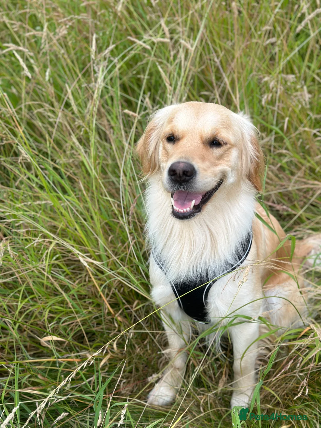 Golden Shepherd dogs for sale: Gorgeous Golden Shepherd Puppies.  in Harleston - Advert 2