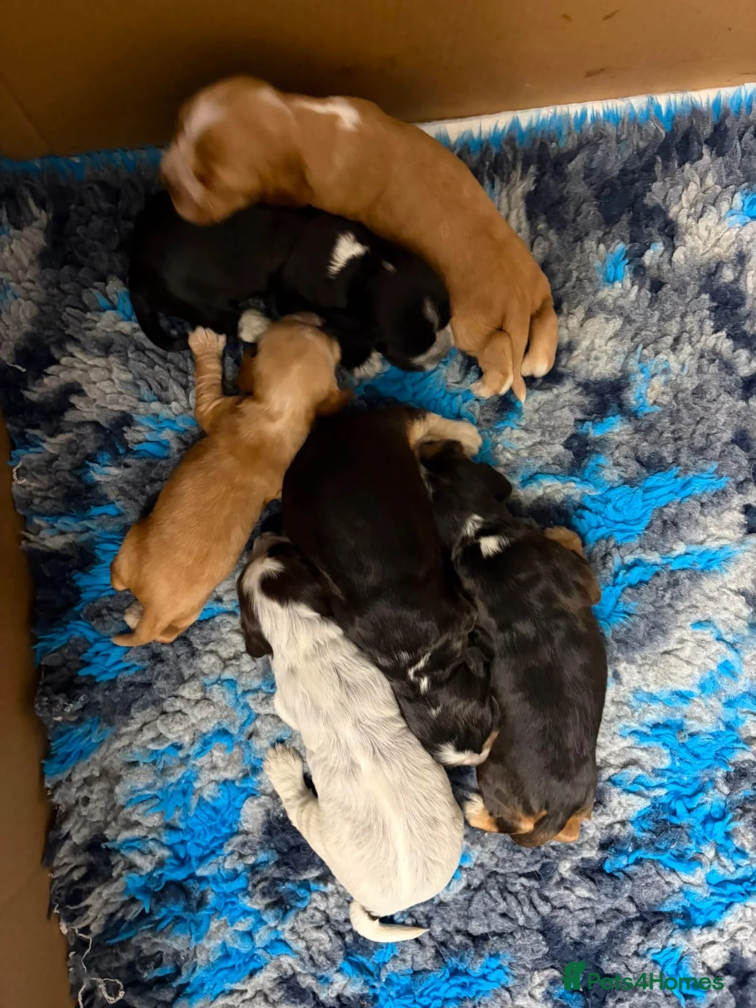 Cocker Spaniel dogs for sale: KC, HEALTH TESTED 5* SHOW COCKER PUPS - Advert 1