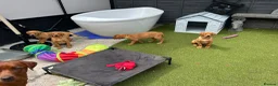 Labrador Retriever dogs for sale: Kc reg Fox red Labradors puppy  - Advert 4