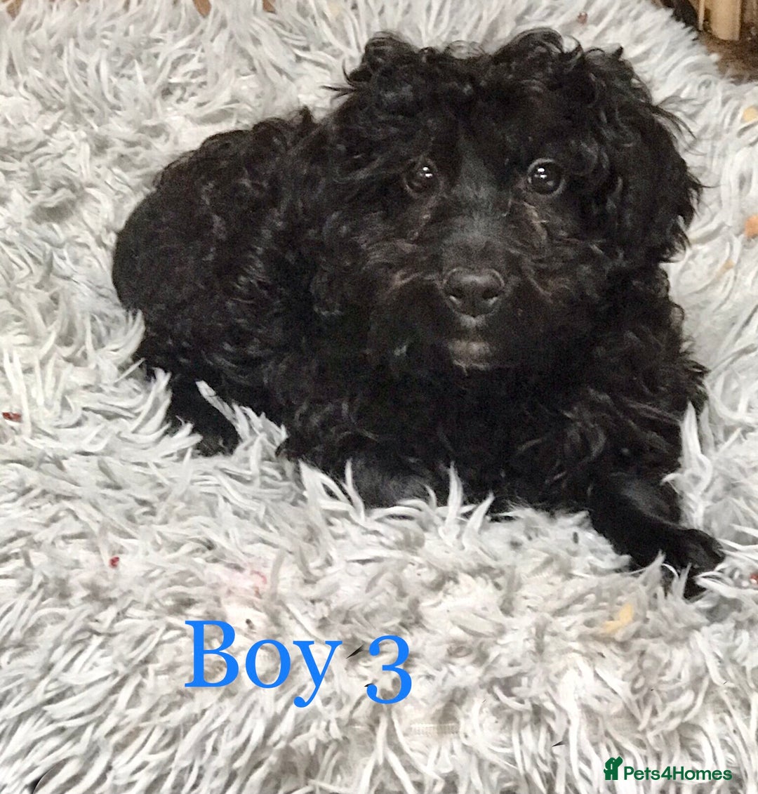 Miniature Poodle dogs for stud: Health Tested Apricot Miniature Poodle for stud in Llandeilo - Advert 8