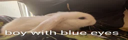 English Lop rabbits for sale: 5 lops ready to go  - Advert 6