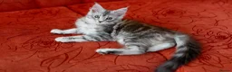 Maine Coon cats for sale: READY NOW GCCF Registered Maine Coon Kittens - Advert 11