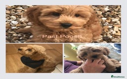 Cockapoo dogs for sale: F1 Cockapoo’s DNA Health Tested Parents - Image 16