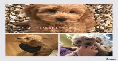Cockapoo dogs - Advert 3