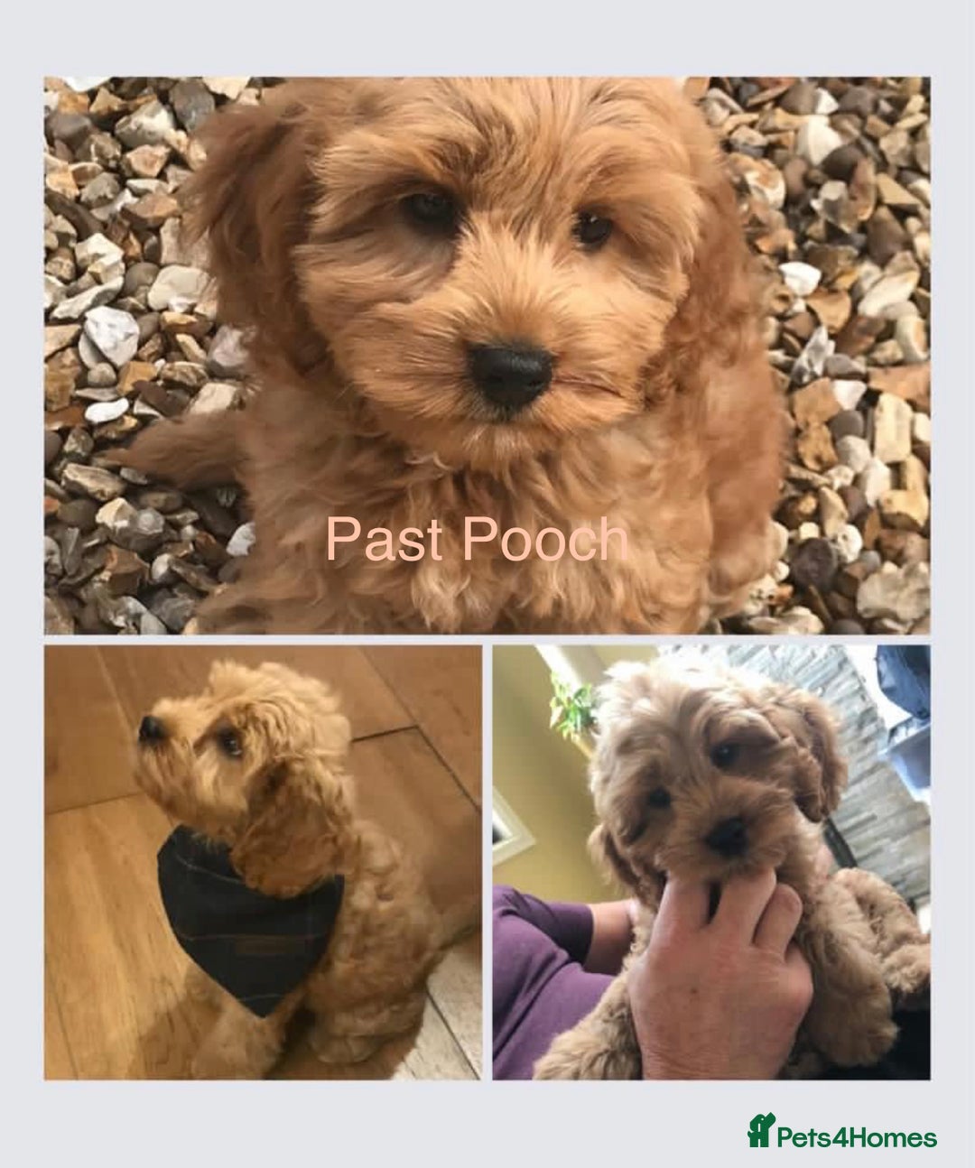 Cockapoo dogs for sale: F1 Cockapoo’s DNA Health Tested Parents - Image 16