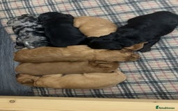 Cockapoo dogs for sale: Health tested cockapoo puppies for sale - Image 16