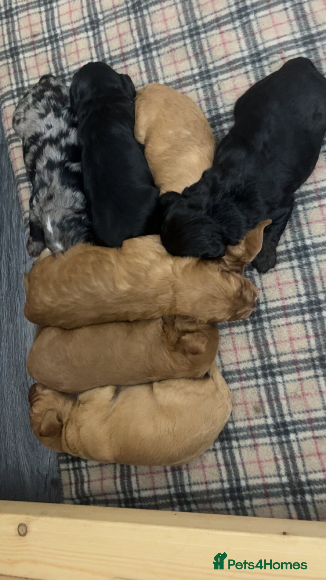 Cockapoo dogs for sale: Health tested cockapoo puppies for sale - Image 16