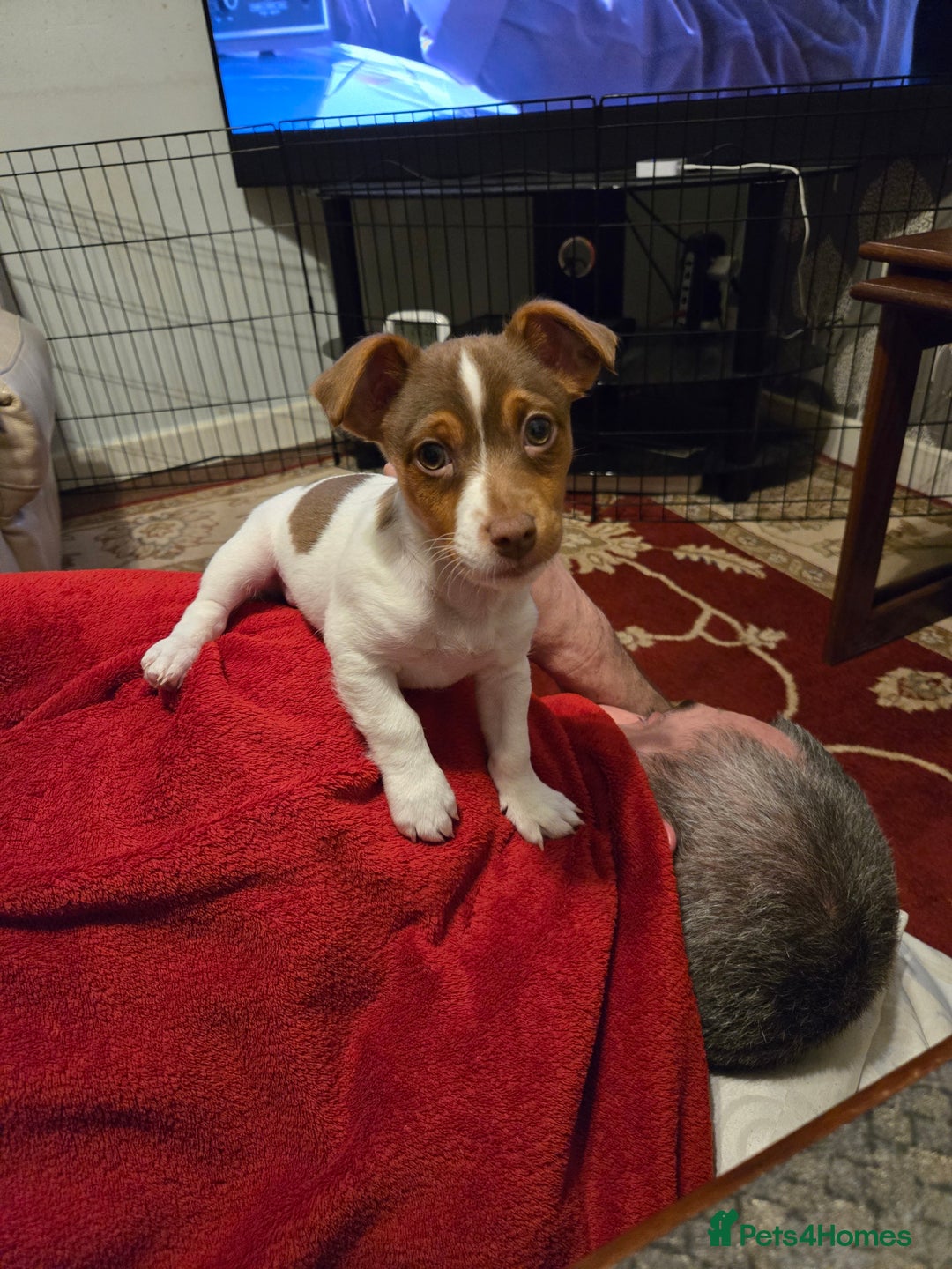 Jack Russell dogs for stud: Jack Russell for stud - Advert 6