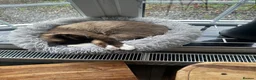 Ragdoll cats for sale: Ragdoll kittens2boy 1 girl £325 - Advert 20