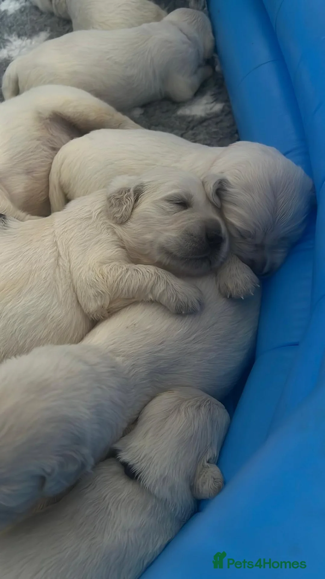 Golden Retriever dogs for stud: Proven KC Registered cream male - Advert 3