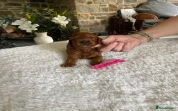 Irish Doodle dogs for sale: Stunning F1 mini Irish  Doodles  - Image 2