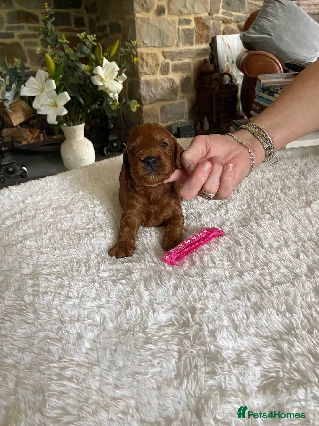 Irish Doodle dogs for sale: Stunning F1 mini Irish  Doodles  - Image 2