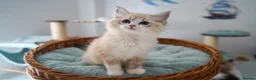 Ragdoll cats for sale: TICA registered kittens - Advert 7