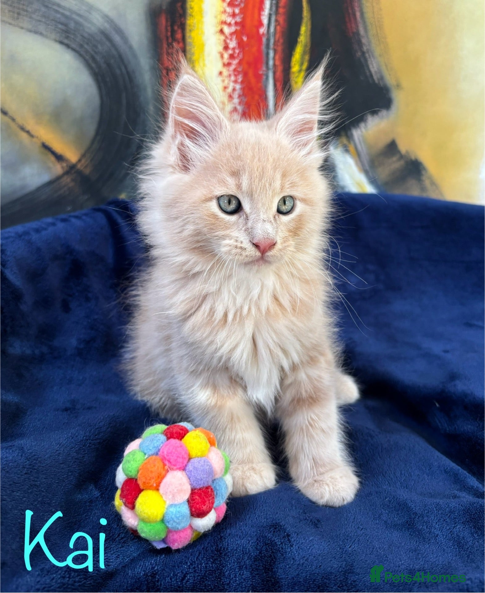 Maine Coon cats Beautiful Maine Coon Kittens-Ready Soon - Advert 1