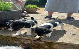 Jack Russell dogs for sale: Heavenly Jack Russell puppies - Image 7