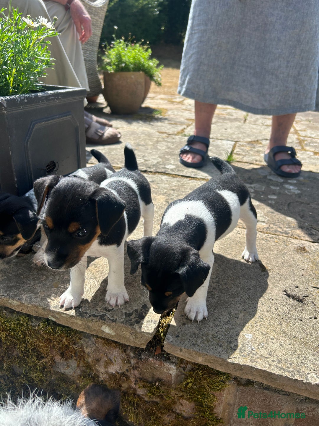 Jack Russell dogs for sale: Heavenly Jack Russell puppies - Image 7