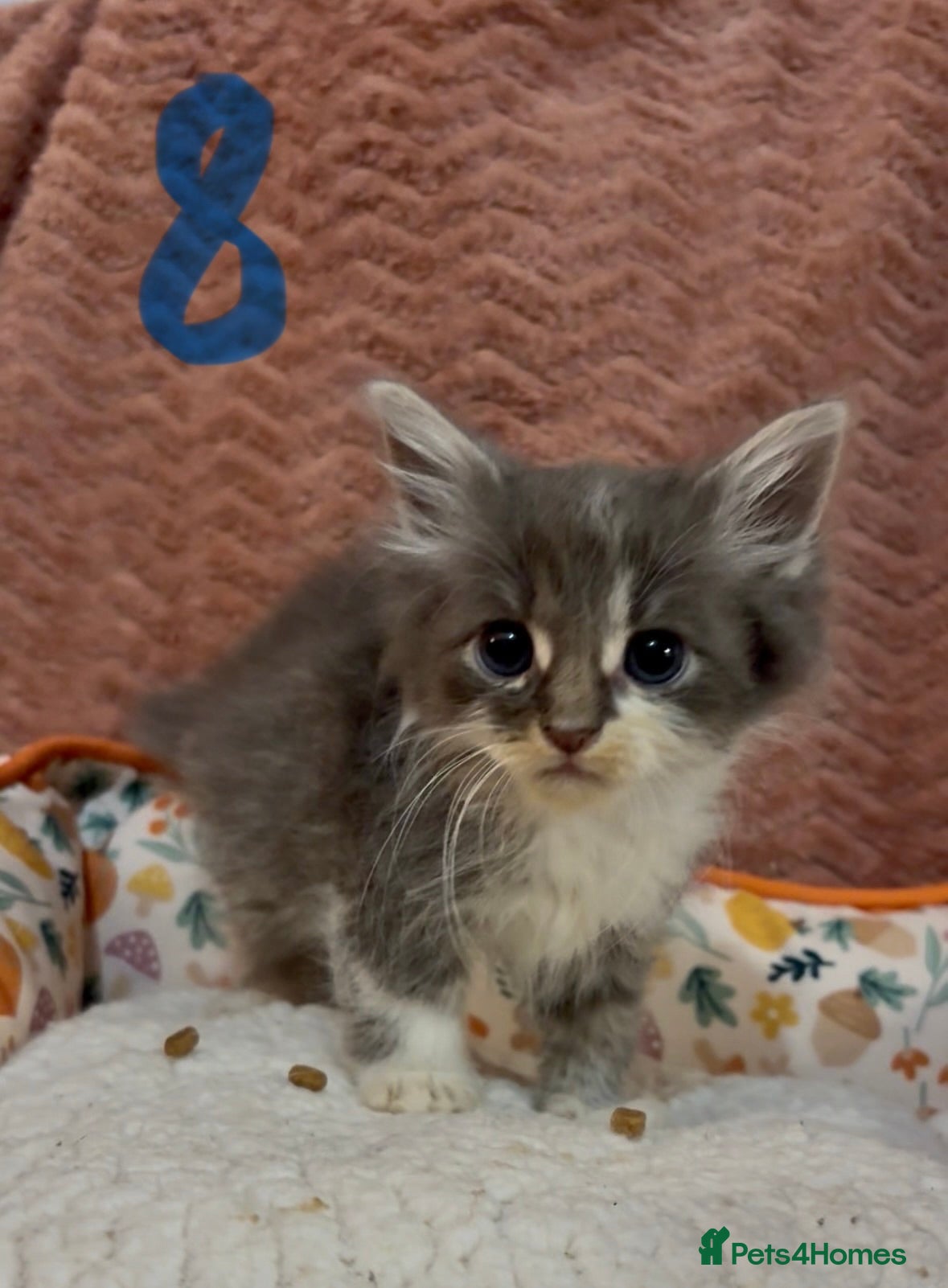 Mixed Breed cats for sale: 8 beautiful kittens ready for loving homes  - Advert 33