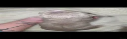 American Bully dogs for stud: 🐾 BUGZY THE AMERICAN BULLY STUD🐾 - Advert 20