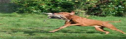 Hungarian Vizsla dogs for sale: CH SHOW & FIELD TRIAL Sired Puppy Waiting List  - Advert 10
