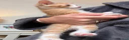 Domestic Shorthair cats for sale: Tortie cat, & and ginger  - Advert 6