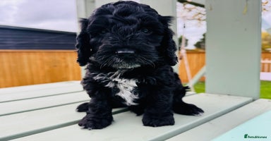 Cockapoo dogs - Advert 4