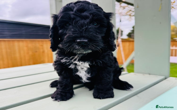 Cockapoo dogs - Advert 13