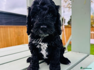 Cockapoo dogs - Advert 35