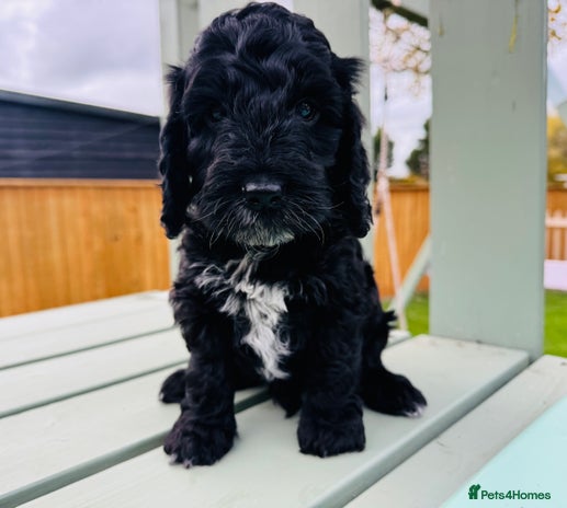 Cockapoo dogs - Advert 13