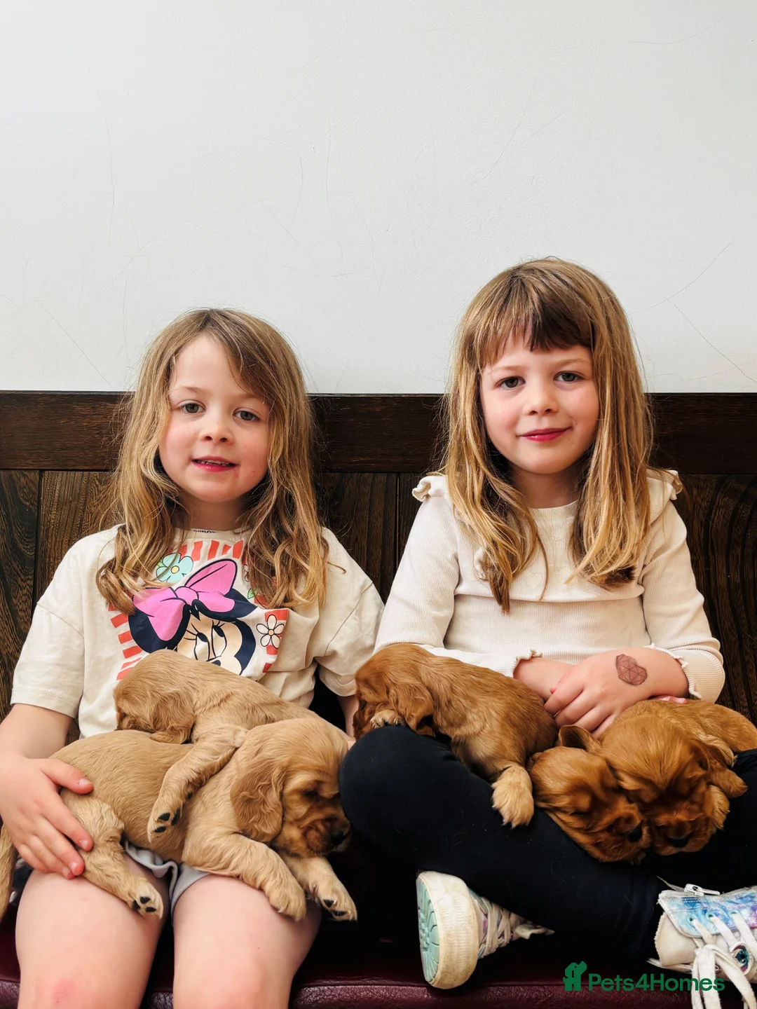 Cocker Spaniel dogs for sale: Show Cocker Spaniel puppies from family pet - Advert 4