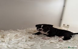 Staffordshire Bull Terrier dogs for sale: Outstanding KC blue gene carriers - Image 28