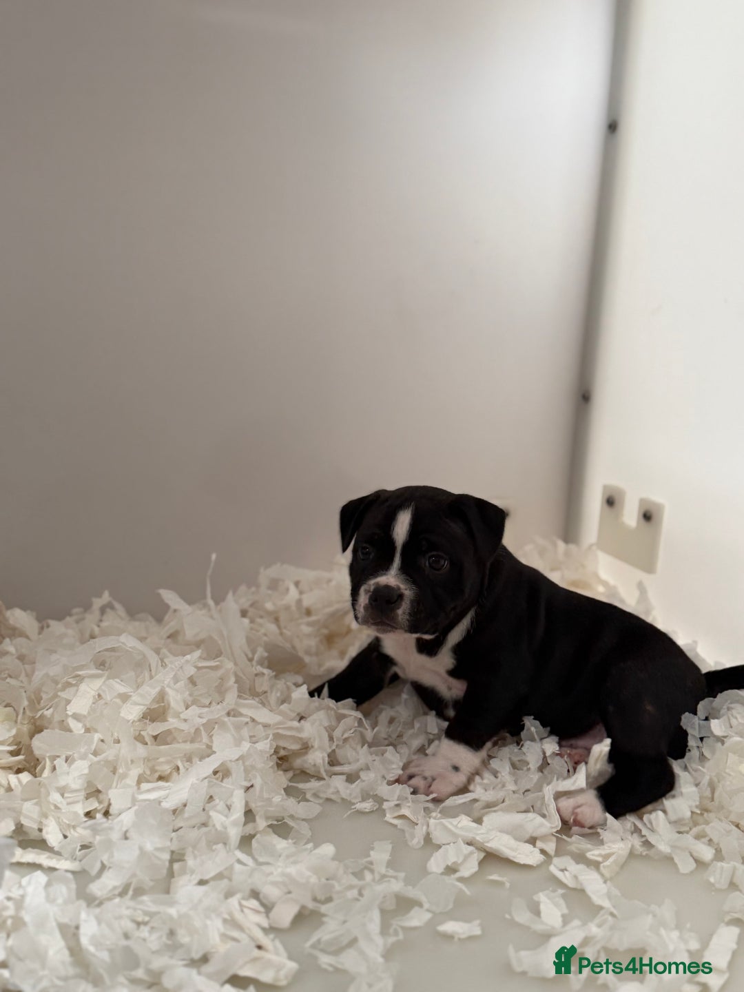 Staffordshire Bull Terrier dogs for sale: Outstanding KC blue gene carriers - Image 28