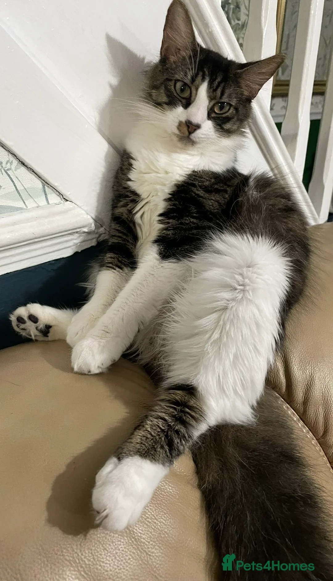 Norwegian Forest Cat cats for sale: Norwegian forest cat mix in Hartlepool - Advert 1