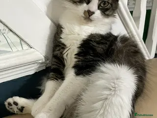 Norwegian Forest Cat cats Norwegian forest cat mix - Advert 8