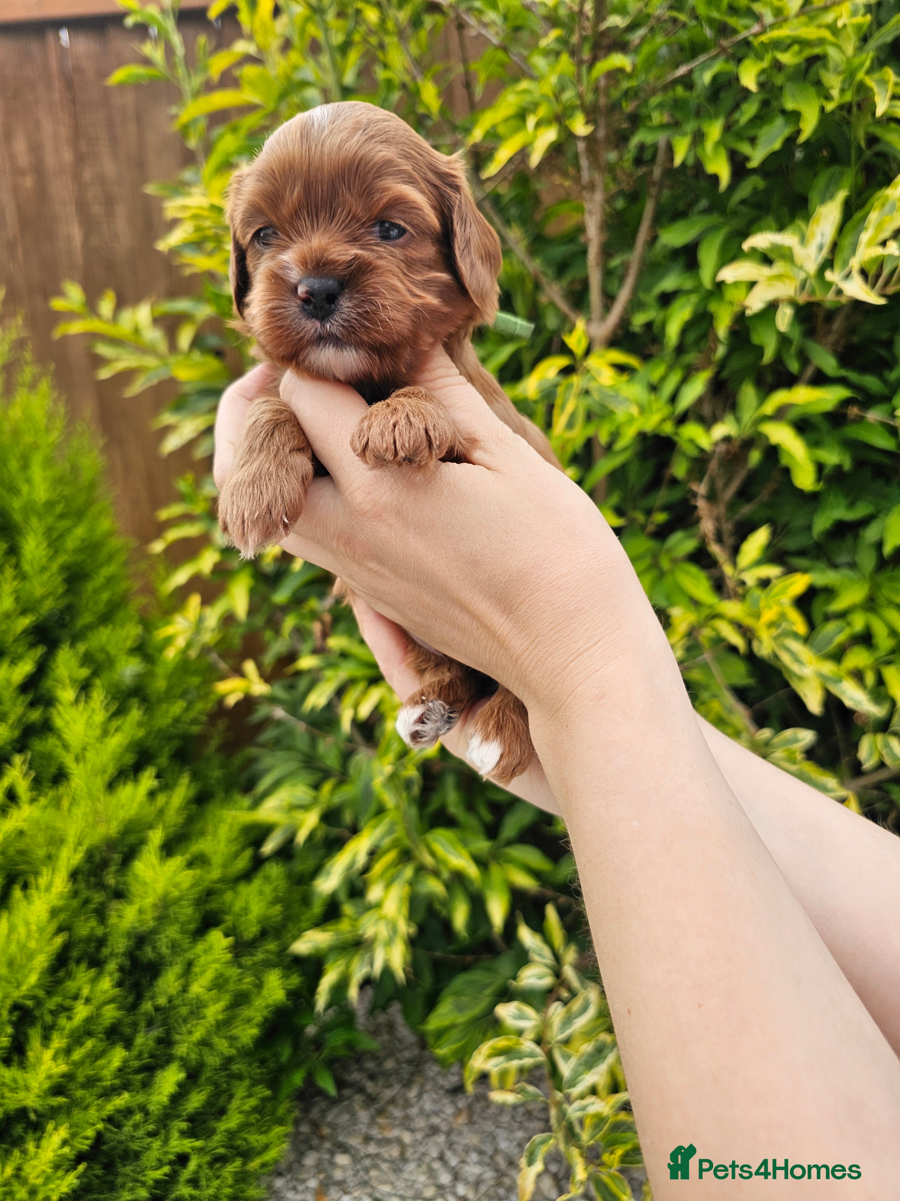 Cavapoo dogs Cavapoo puppies (toy)DNA CLEAR - Advert 2