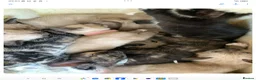 Mixed Breed cats for sale: Adorable house Kittens. - Advert 11