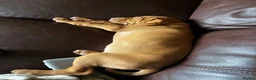Hungarian Vizsla dogs for sale: 5* HUNGARIAN VIZSLA PUPPIES KC REGISTERED  - Advert 4