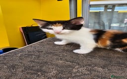 Mixed Breed cats for sale: Beautiful kittens for sale - Image 15