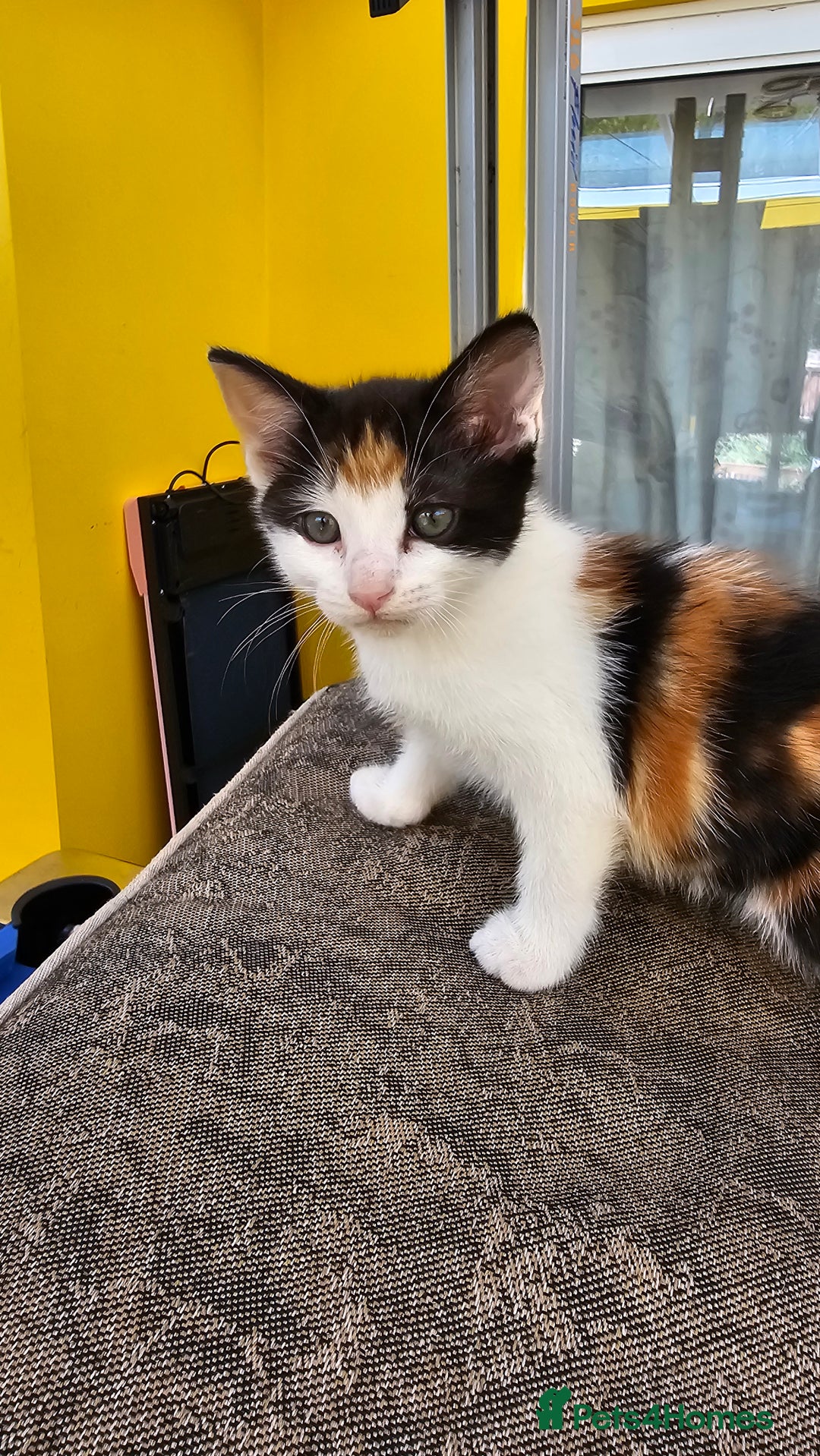 Mixed Breed cats for sale: Beautiful kittens for sale - Image 15